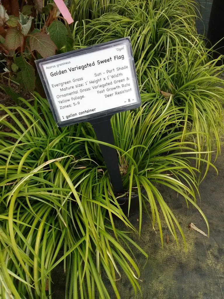 Golden Sweet Flag 'Ogon' – Acorus gramineus - image 3