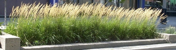 Karl Foerster Feather Reed Grass - image 2