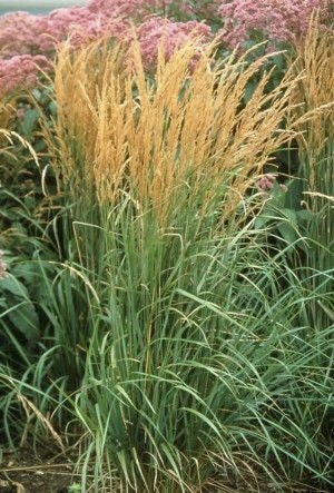 Karl Foerster Feather Reed Grass - image 3