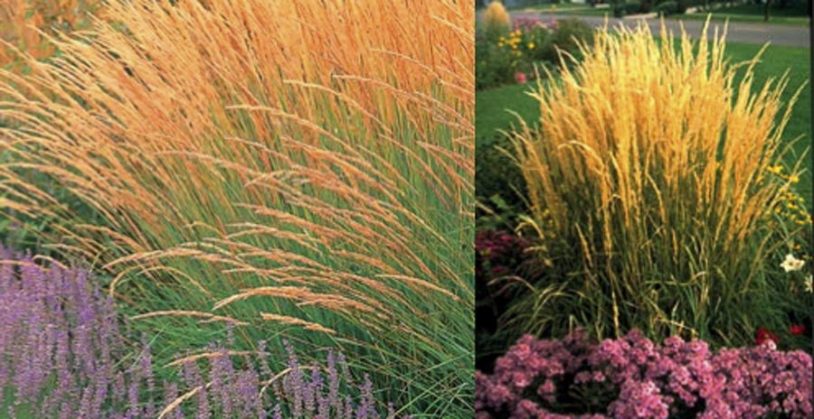 Karl Foerster Feather Reed Grass - image 4