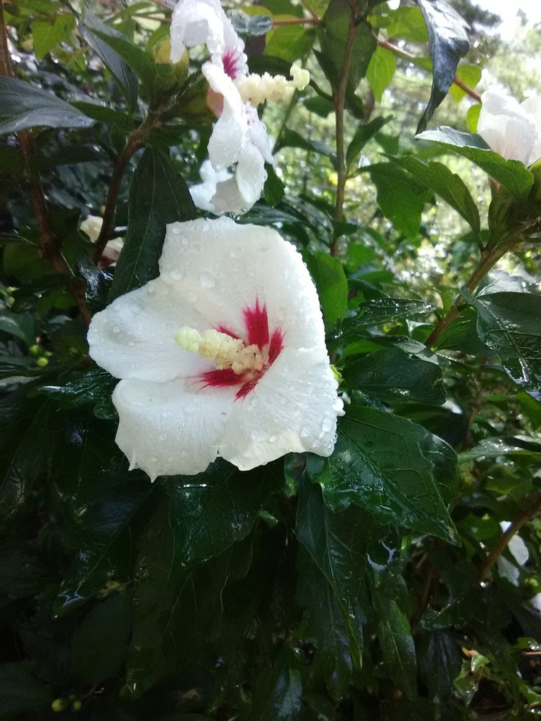 Lil' Kim Rose of Sharon (Hibiscus syriacus 'Antong Two') - image 2