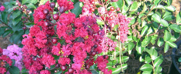Cedar Lane Red Crape Myrtle – True Red Semi-Dwarf - image 2