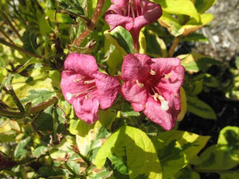 Eyecatcher Weigela - Variegated Flowering Shrub - image 2