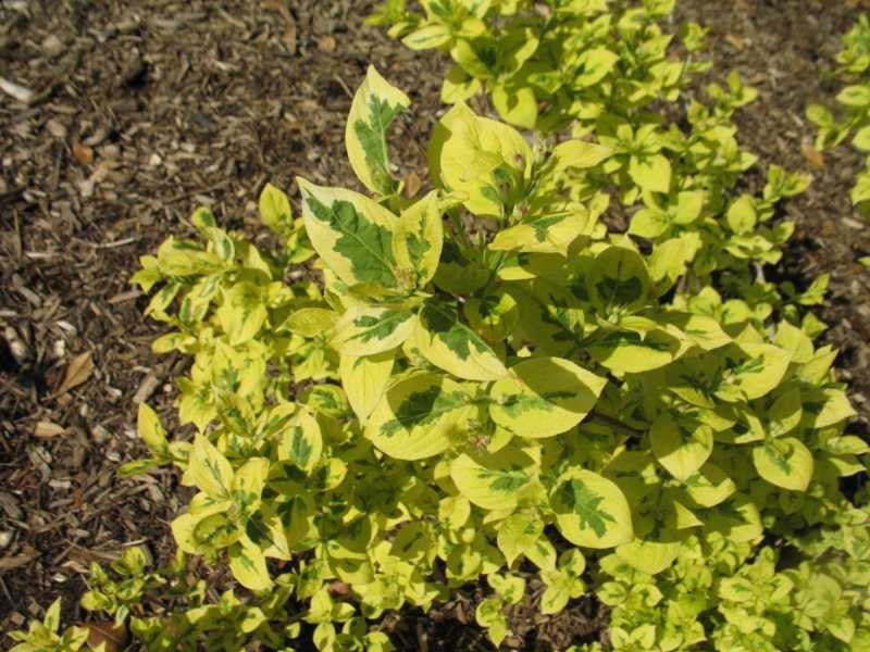Eyecatcher Weigela - Variegated Flowering Shrub - image 3
