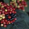 Blue Muffin Viburnum - Compact Flowering Shrub - image 2