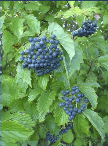 Blue Muffin Viburnum - Compact Flowering Shrub - image 3