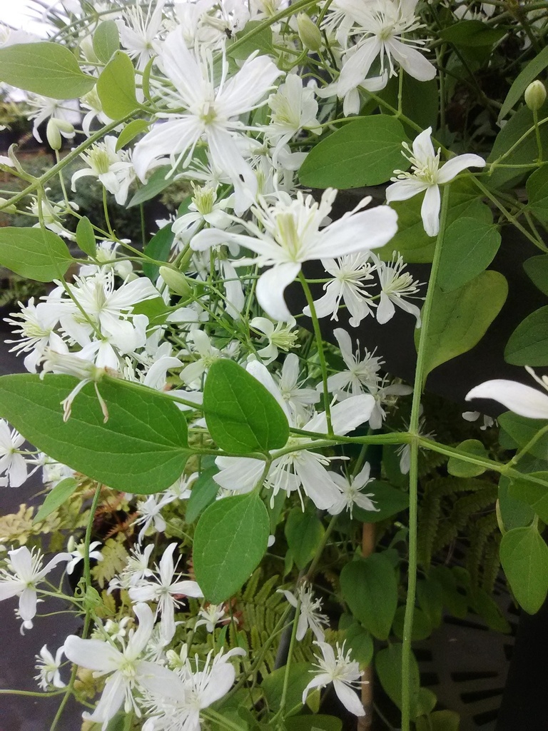Sweet Autumn Clematis | Clematis terniflora - image 2