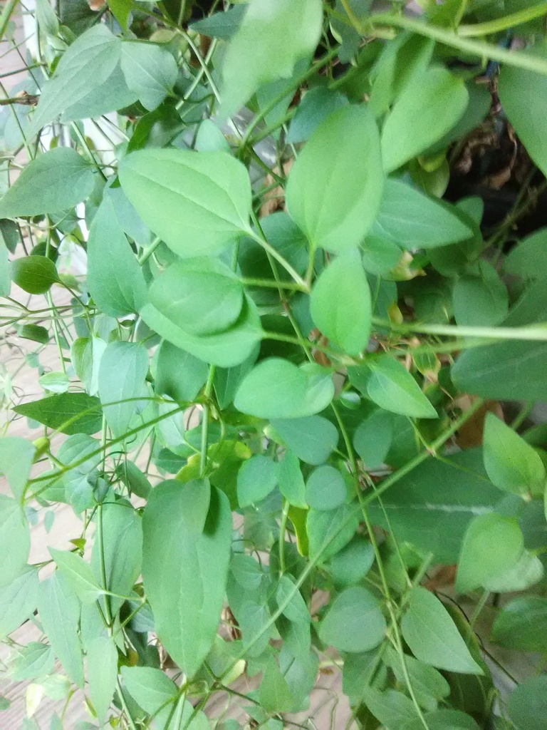 Sweet Autumn Clematis | Clematis terniflora - image 3