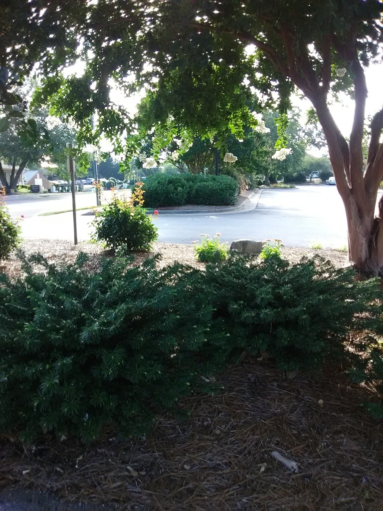 Densiformis Yew | Taxus x media 'Densiformis' - image 2