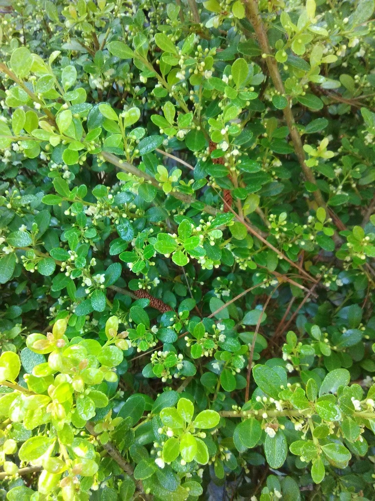 Glory Japanese Holly - Ilex crenata 'Glory' - image 2