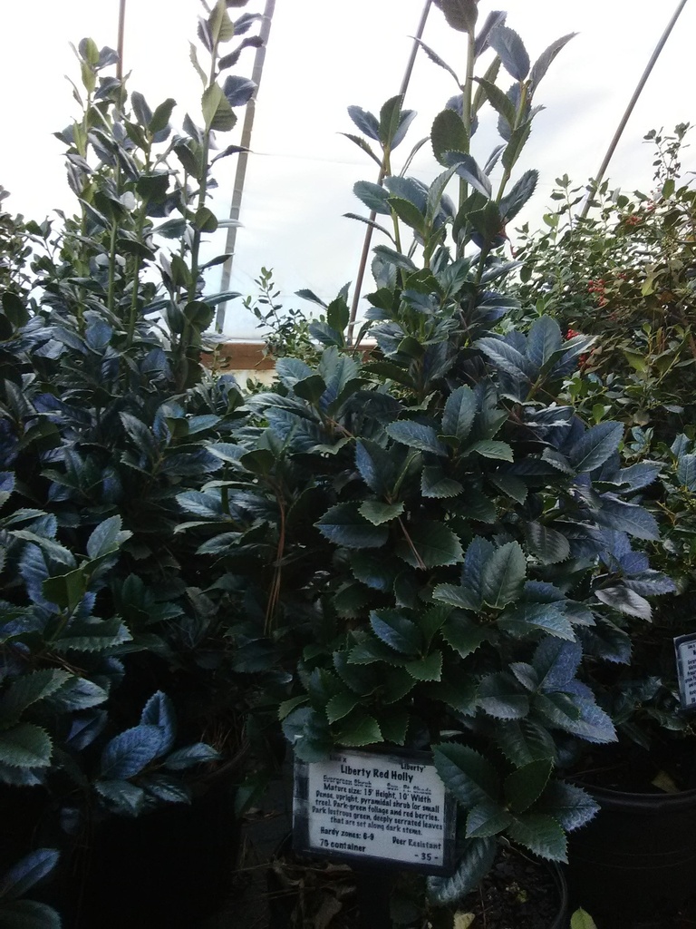 Liberty Red Holly – Dense Pyramidal Evergreen with Red Berries - image 2
