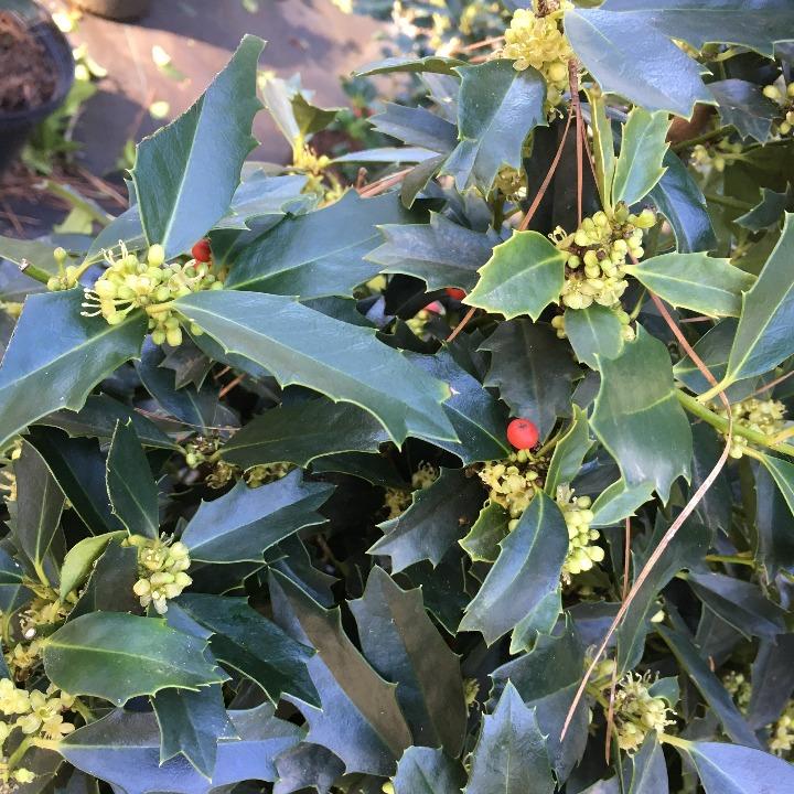 Oak Leaf Red Holly (Ilex 'Conaf') - Evergreen Holly - image 2