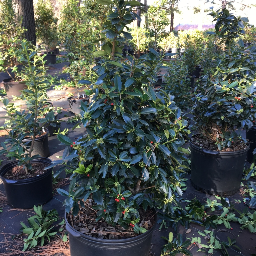Oak Leaf Red Holly (Ilex 'Conaf') - Evergreen Holly - image 3