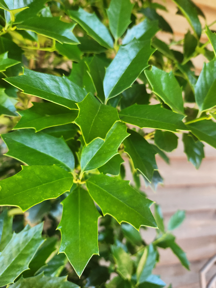 Oak Leaf Red Holly (Ilex 'Conaf') - Evergreen Holly - image 4
