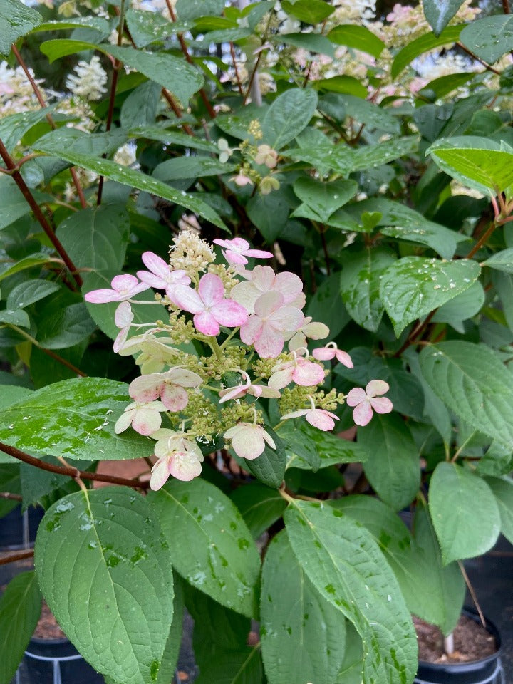 Quick Fire Hardy Hydrangea (Hydrangea paniculata 'Bulk') - image 2