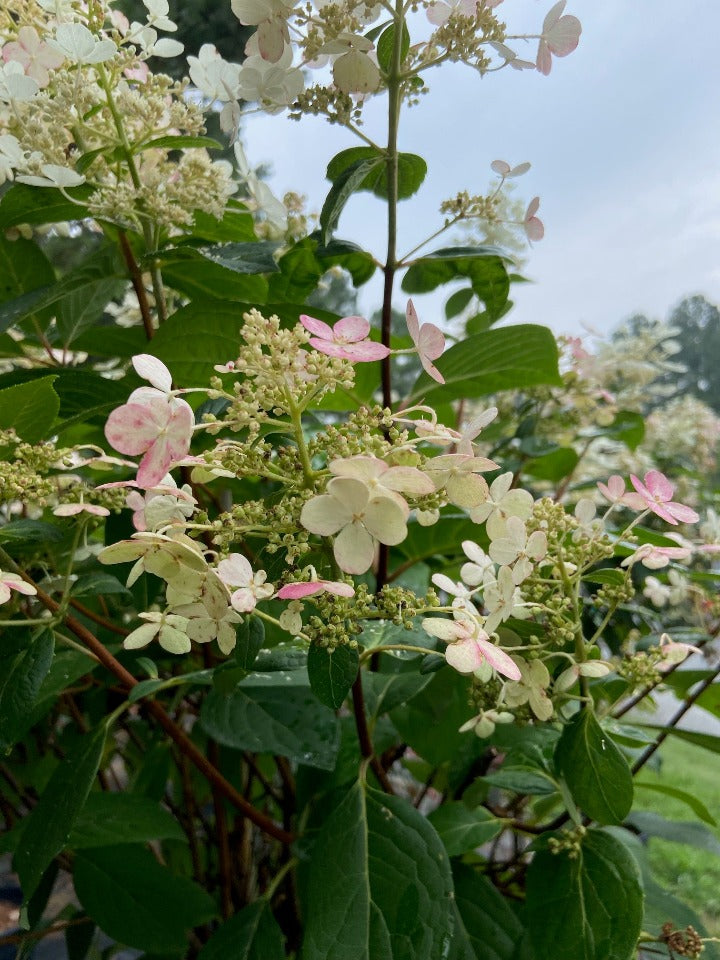 Quick Fire Hardy Hydrangea (Hydrangea paniculata 'Bulk') - image 3