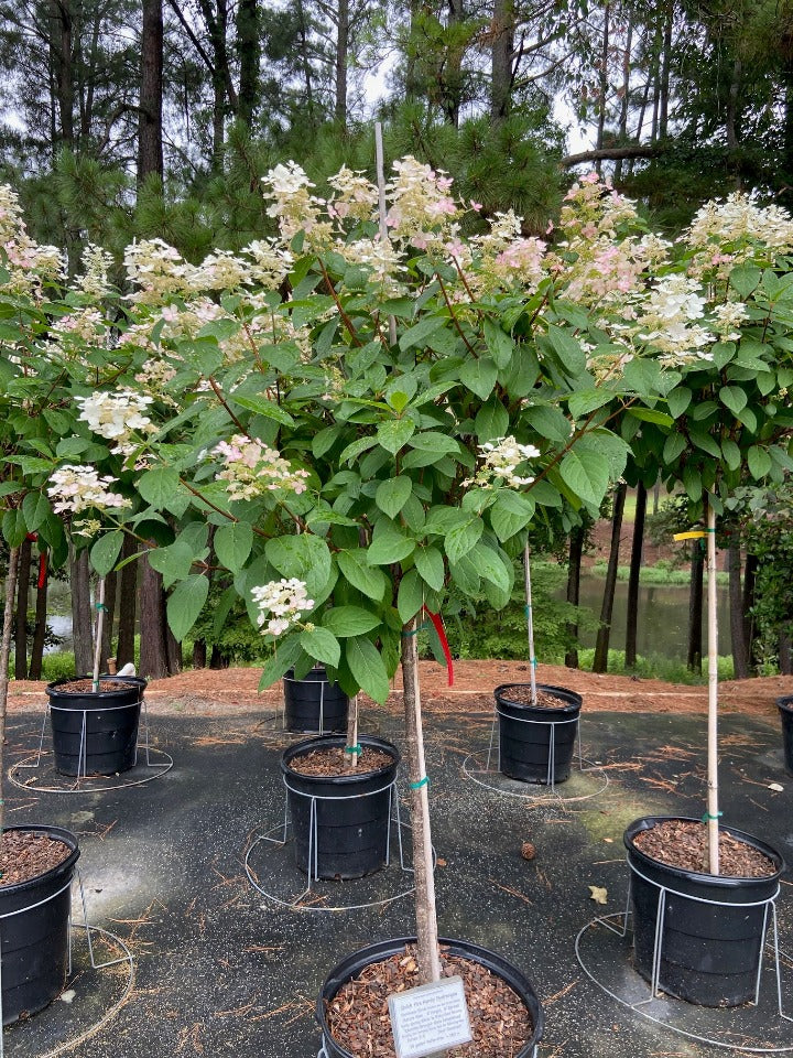 Quick Fire Hardy Hydrangea (Hydrangea paniculata 'Bulk') - image 4
