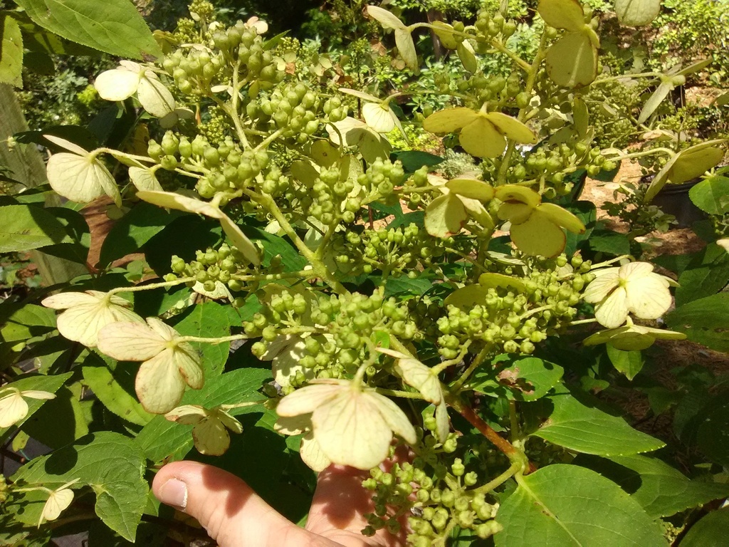 Quick Fire Hardy Hydrangea (Hydrangea paniculata 'Bulk') - image 5
