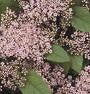 Pink Parasols Korean Spirea (Spiraea fritschiana 'Wilma') - image 2