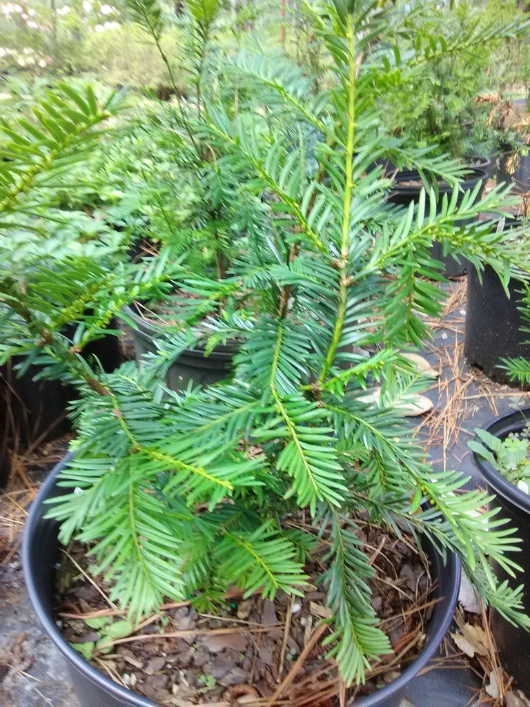 Margarita Yew (Taxus media 'Geers') - Lime-Green Evergreen - image 2