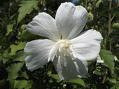 White Chiffon Rose of Sharon | Hibiscus syriacus 'Notwoodtwo' - image 2