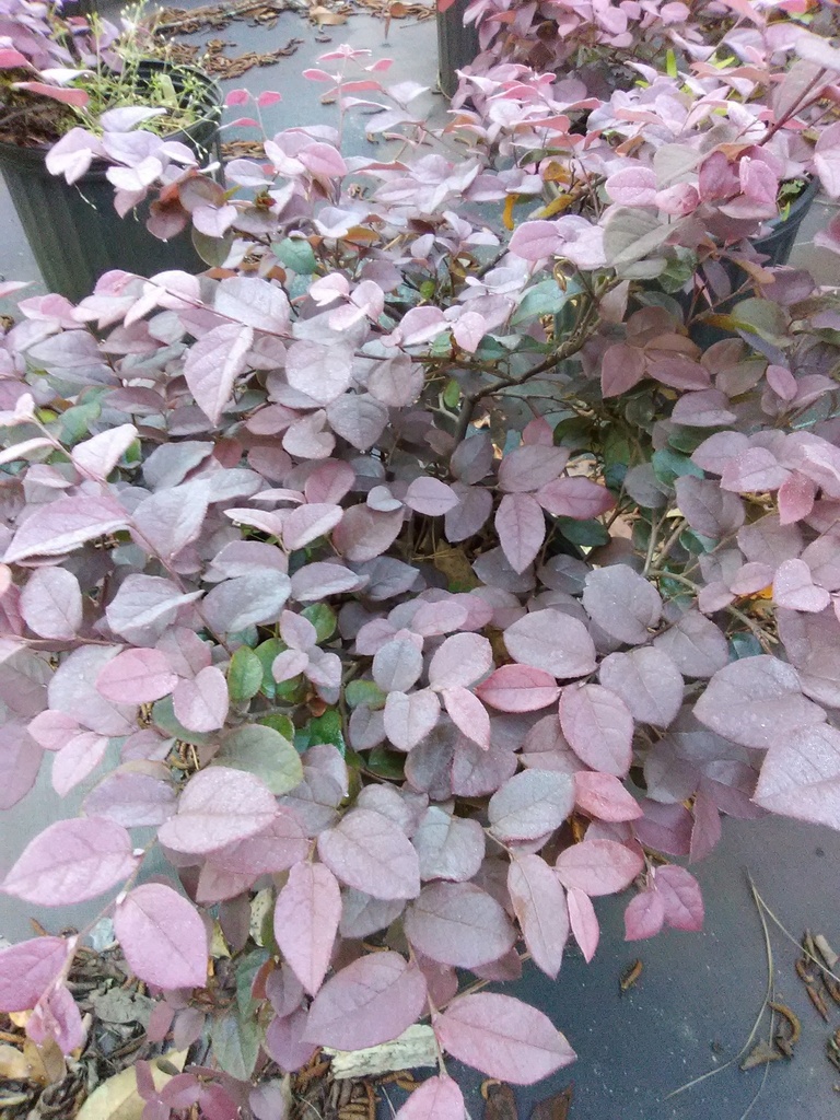 Ruby Loropetalum - Compact Dwarf Evergreen Shrub - image 2