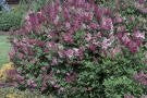 Miss Kim Lilac - Compact Fragrant Flowering Shrub - image 2