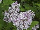 Miss Kim Lilac - Compact Fragrant Flowering Shrub - image 3