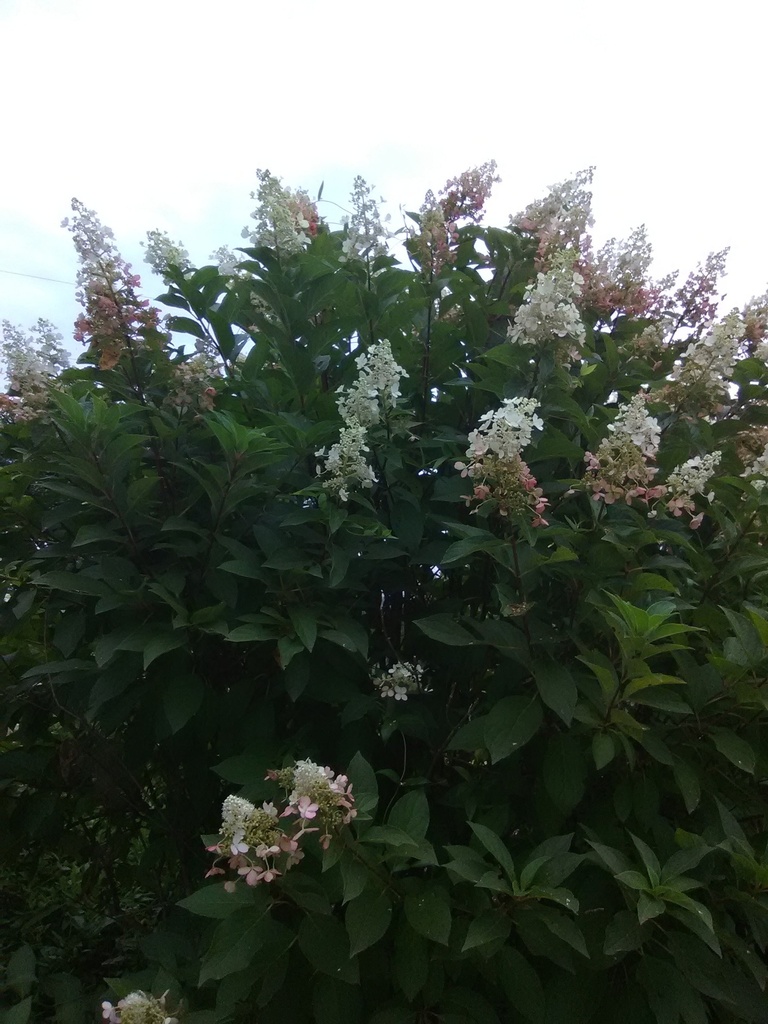 Pinky Winky Hydrangea - Hydrangea paniculata 'DVP Pinky' - image 2