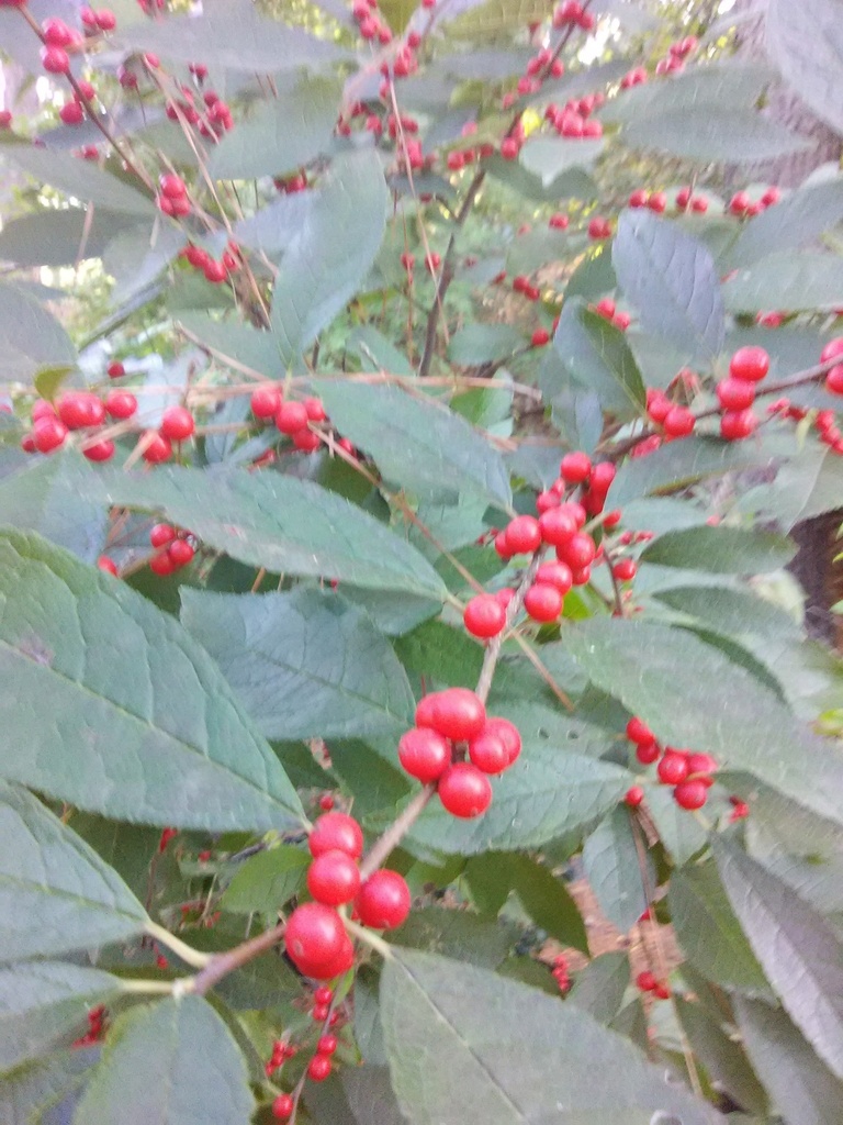 Winter Red Deciduous Holly (Winterberry) - image 2