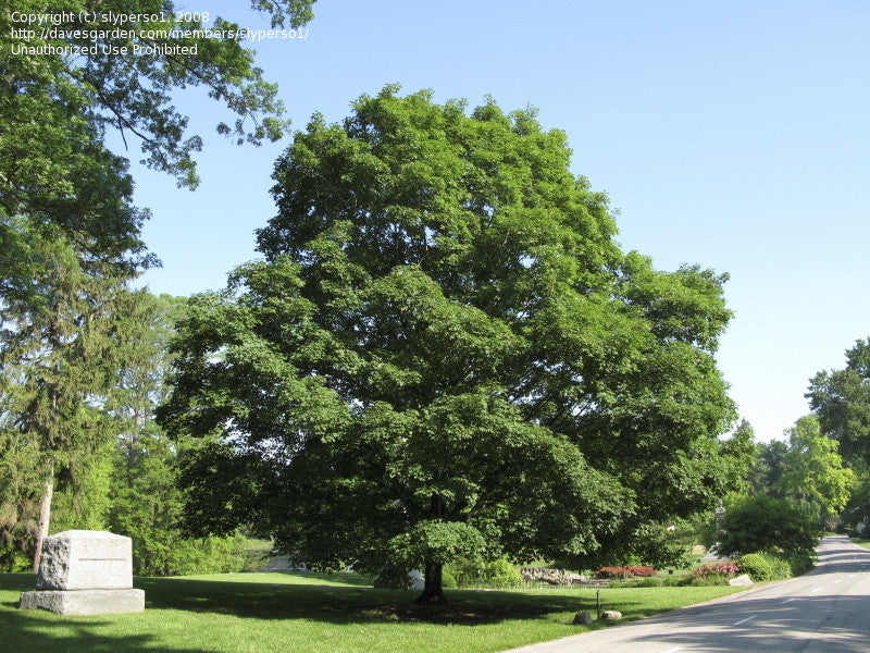 Green Mountain Sugar Maple - B&B - image 2