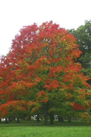 Green Mountain Sugar Maple - B&B - image 3