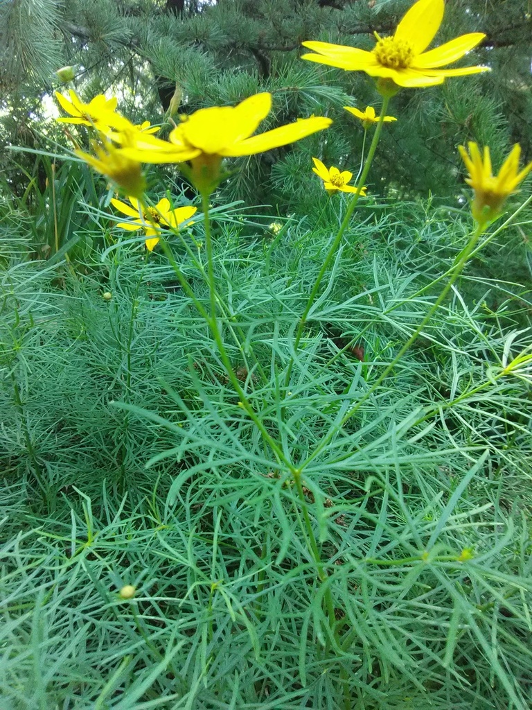 Zagreb Threadleaf Coreopsis | Coreopsis verticillata 'Zagreb' - image 2