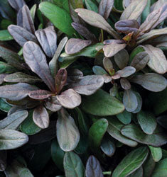 Chocolate Chip Ajuga - Dwarf Evergreen Groundcover - image 2