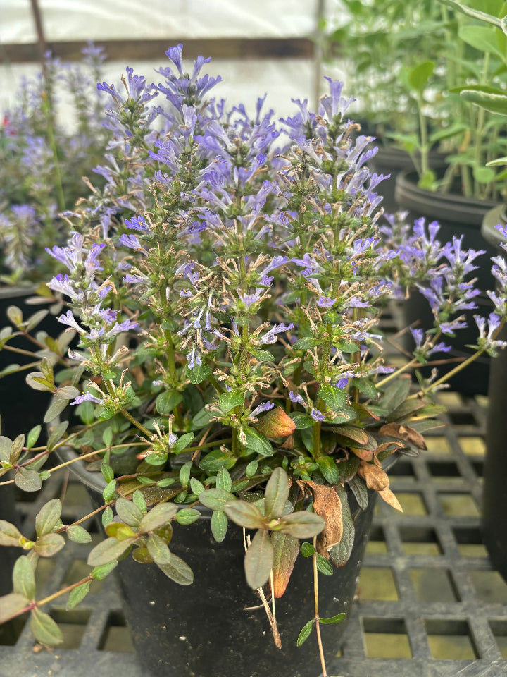 Chocolate Chip Ajuga - Dwarf Evergreen Groundcover - image 3