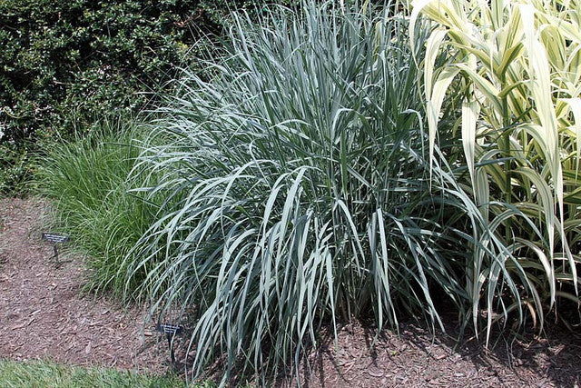 Dewey Blue Bitter Switchgrass - Panicum amarum 'Dewey Blue' - image 2
