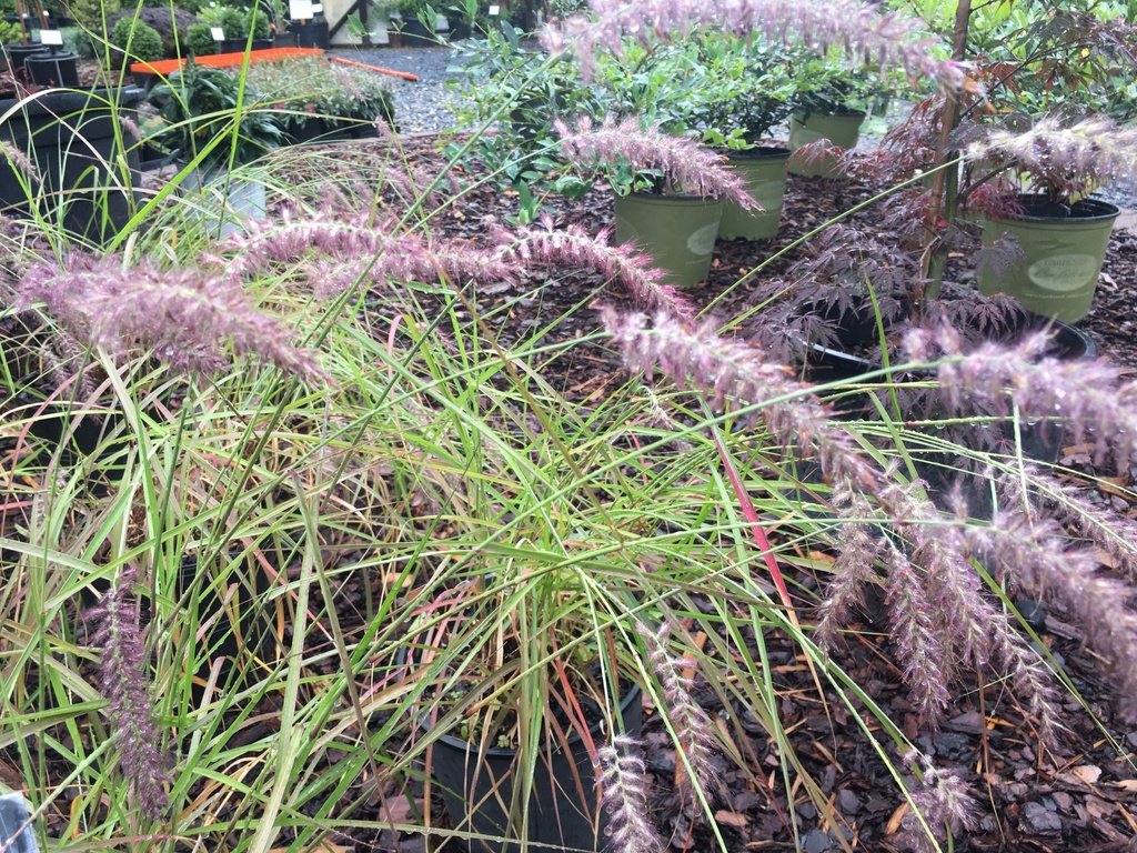 Karley Rose Fountain Grass - Pennisetum orientale 'Karley Rose' - image 2