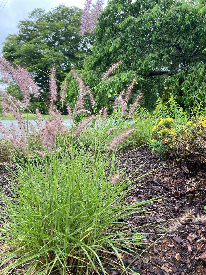 Karley Rose Fountain Grass - Pennisetum orientale 'Karley Rose' - image 3