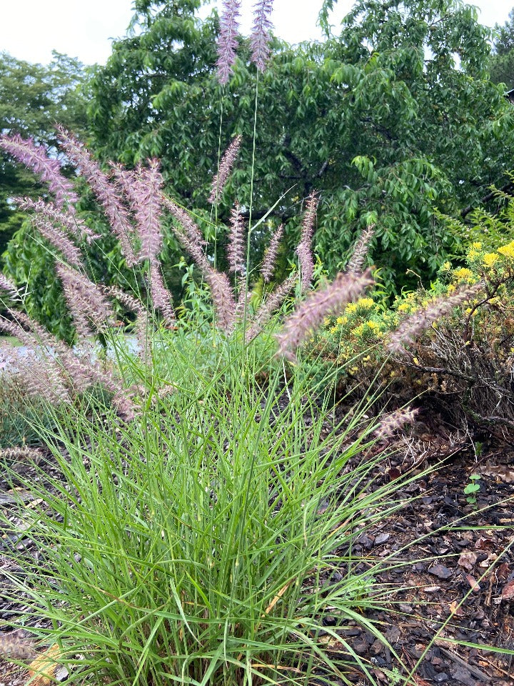 Karley Rose Fountain Grass - Pennisetum orientale 'Karley Rose' - image 4