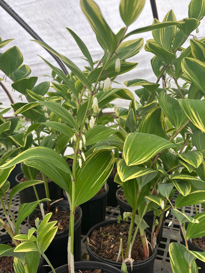 Variegated Solomon's Seal | Polygonatum odoratum 'Variegatum' - image 2