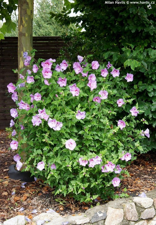 Lavender Chiffon Rose of Sharon | Hibiscus syriacus - image 2