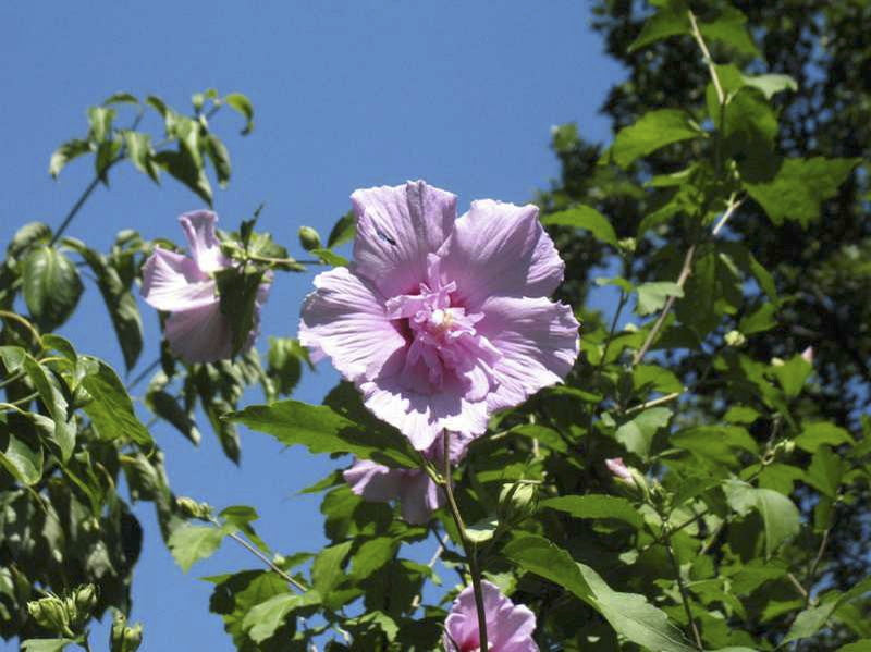 Lavender Chiffon Rose of Sharon | Hibiscus syriacus - image 3