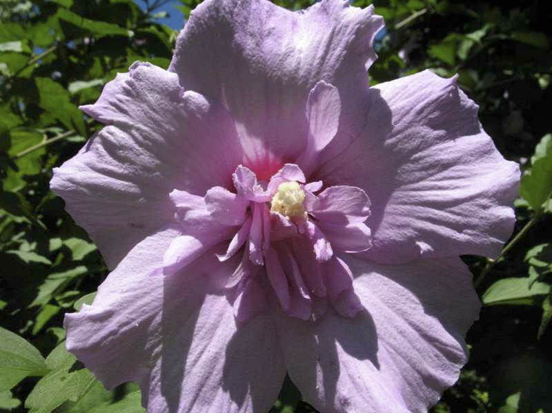 Lavender Chiffon Rose of Sharon | Hibiscus syriacus - image 4