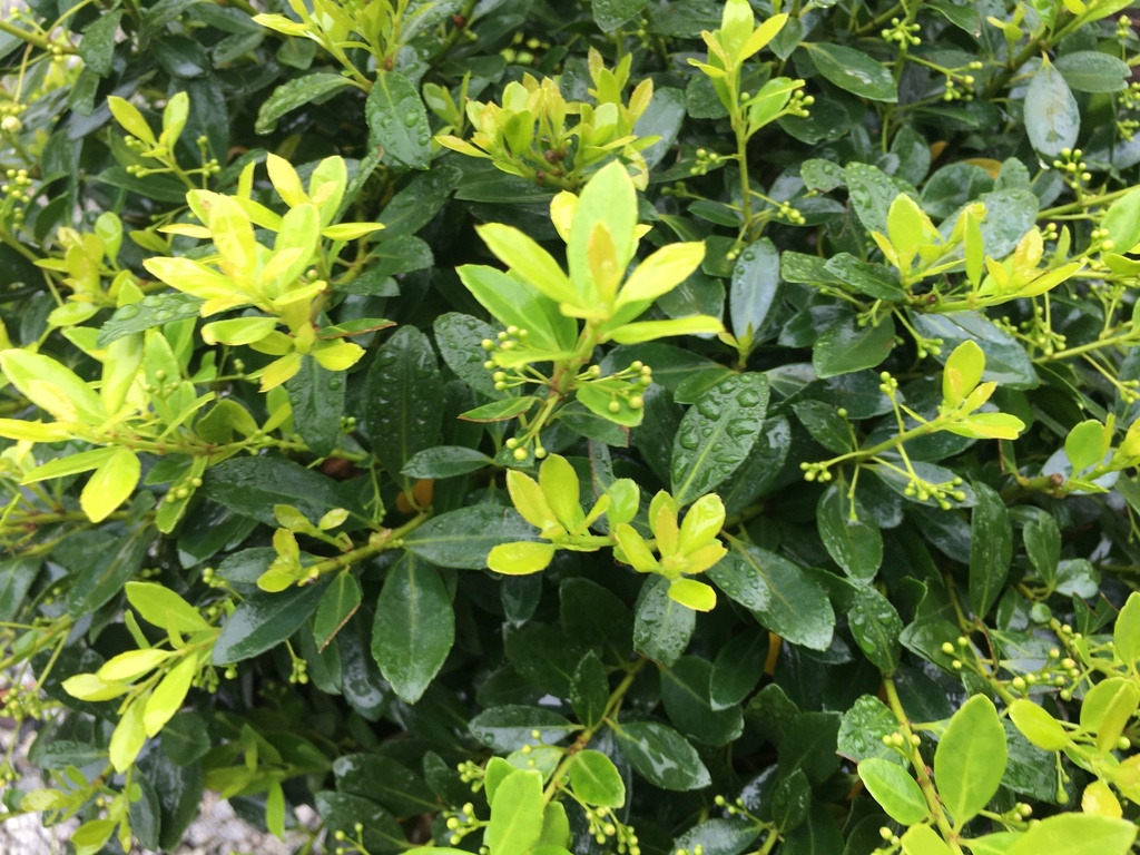 Hoogendorn Japanese Holly - Ilex crenata 'Hoogendorn' - image 2