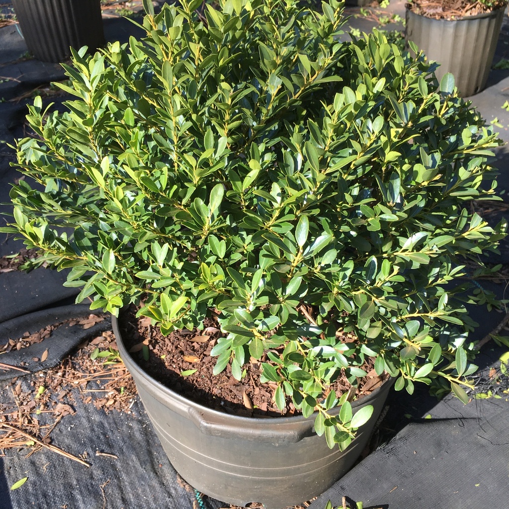 Hoogendorn Japanese Holly - Ilex crenata 'Hoogendorn' - image 3