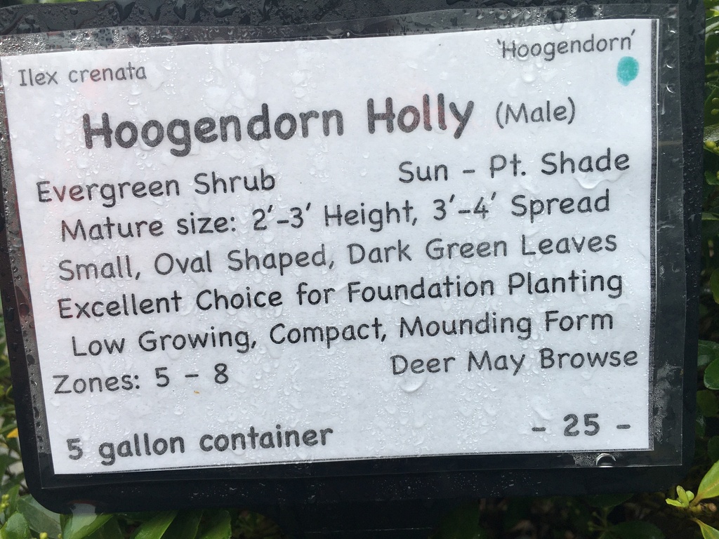 Hoogendorn Japanese Holly - Ilex crenata 'Hoogendorn' - image 5