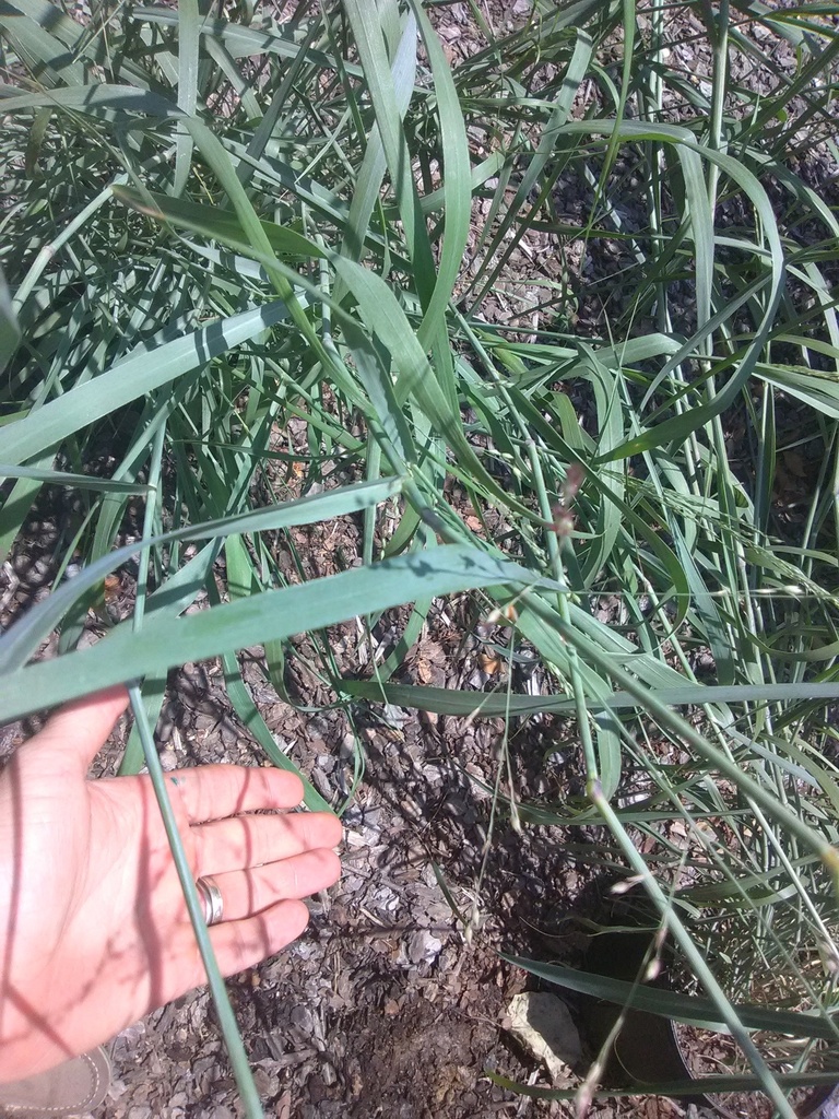 Heavy Metal Switch Grass - Panicum virgatum 'Heavy Metal' - image 2