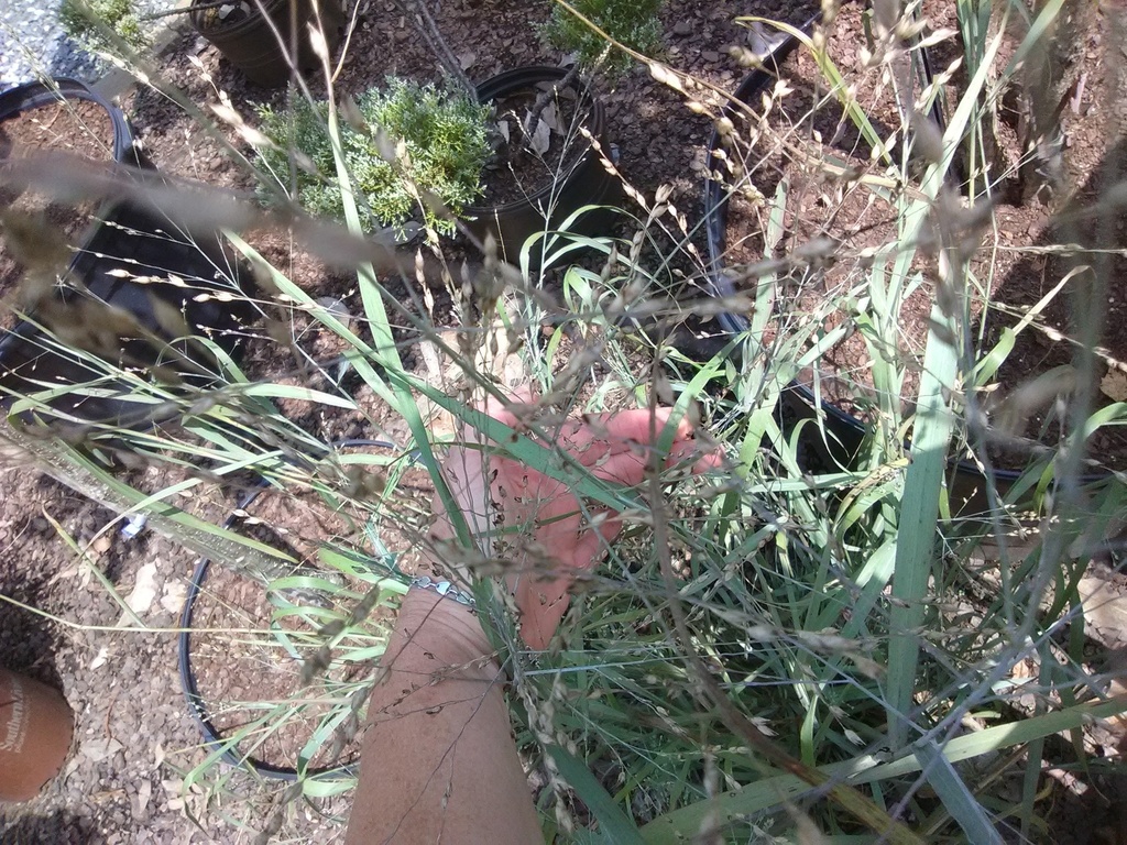 Heavy Metal Switch Grass - Panicum virgatum 'Heavy Metal' - image 3