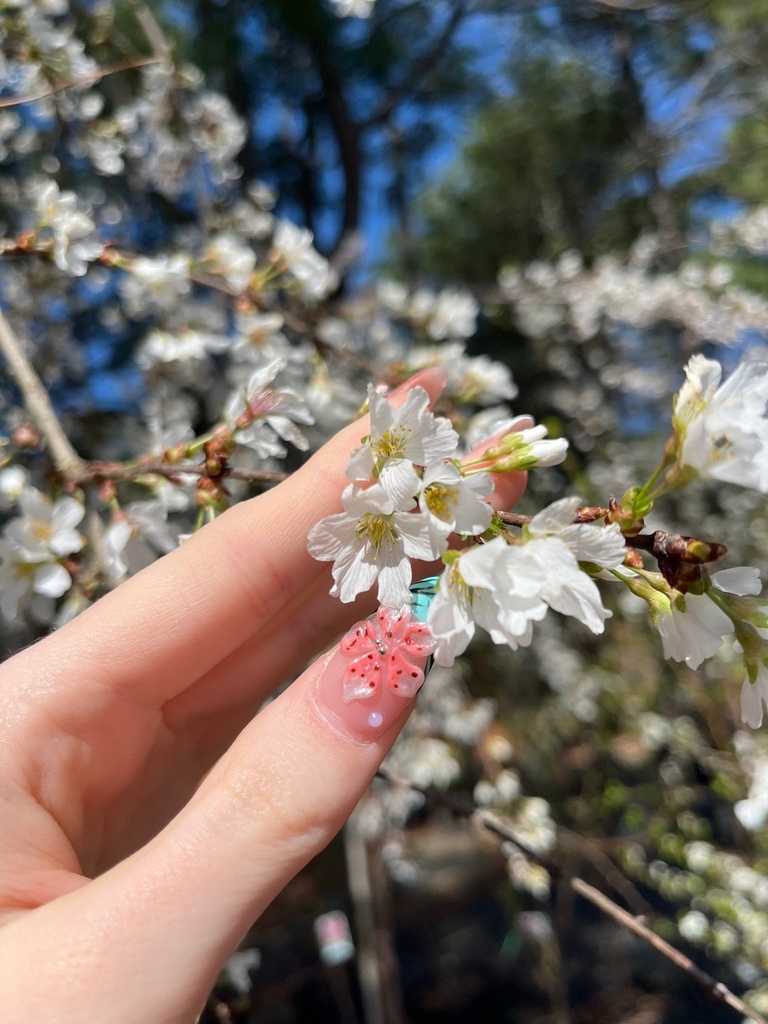 Snow Goose Cherry - Prunus serrulata 'Snow Goose' - image 2