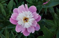 Bowl of Beauty Peony | Paeonia 'Bowl of Beauty' - image 2
